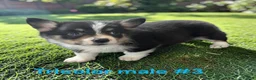 Welsh Corgi Pembroke dogs for sale: Welsh Corgi Pembroke 3 - Ad 1