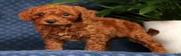 Cavapoo dogs for sale: Scotty - Ad 9