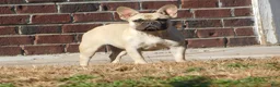 French Bulldog dogs for sale: Kahuna - Ad 4