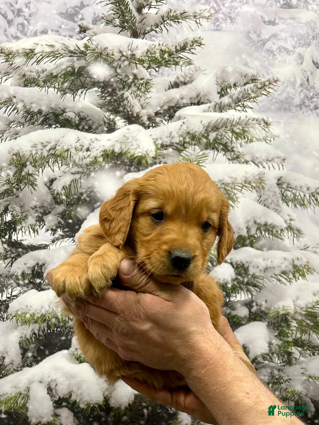 Golden Retriever dogs for sale: Charlie  - Ad 6