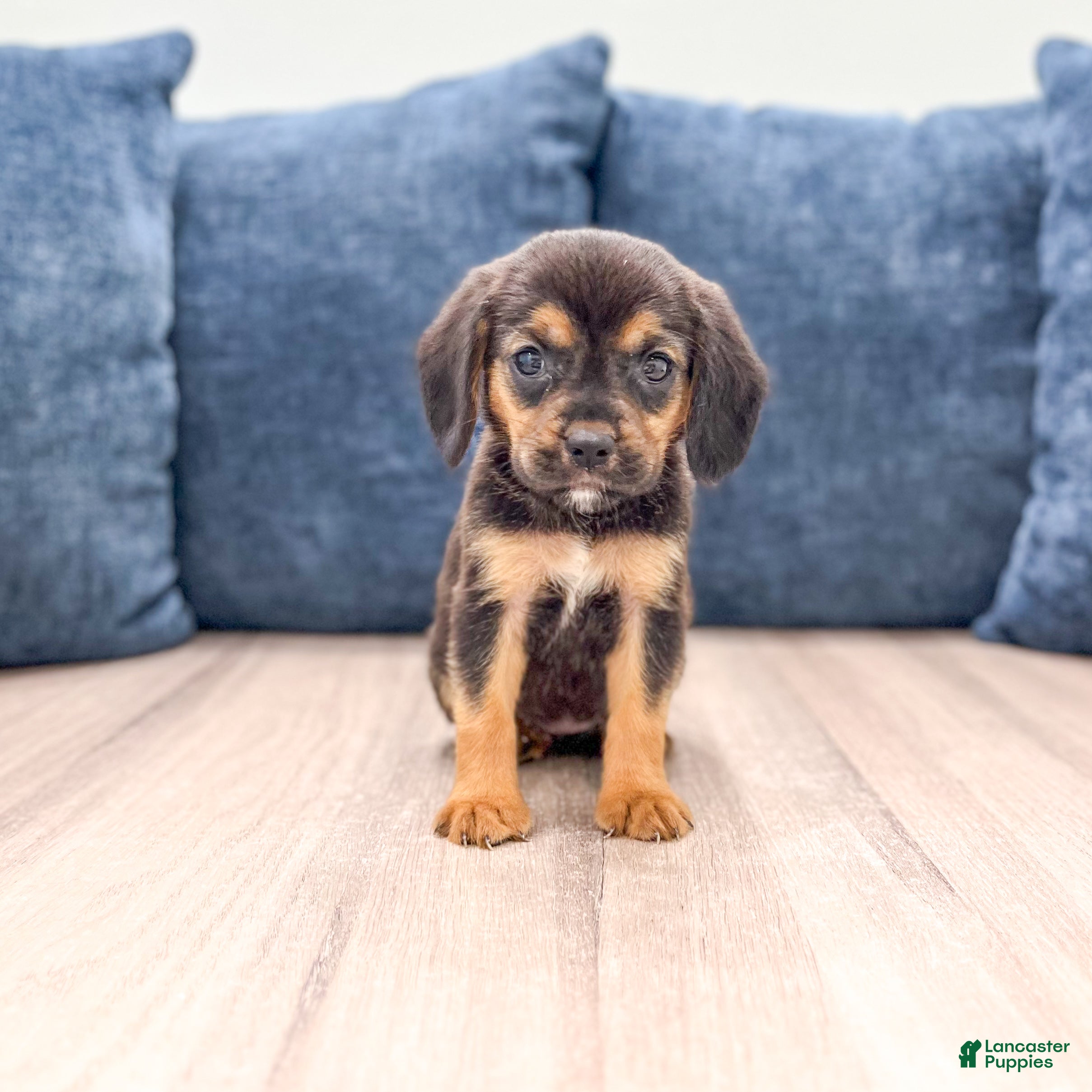 Beaglier dogs Dove - Ad 1