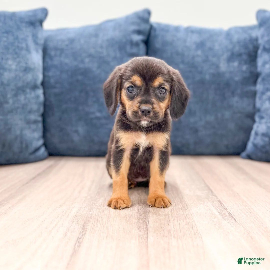 Beaglier dogs for sale: Dove - Ad 1