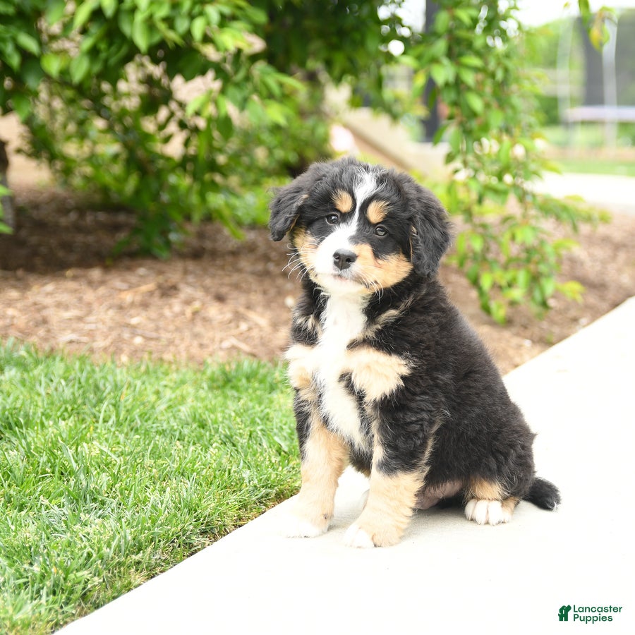 Bernedoodle dogs Ace - Ad 2