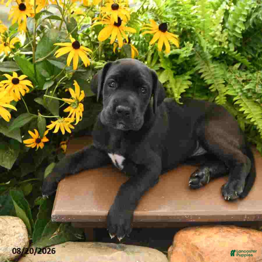 Great Dane dogs Layla - Ad 2