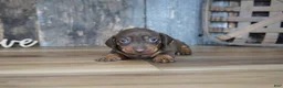 Miniature Dachshund dogs for sale: Griff - Ad 4
