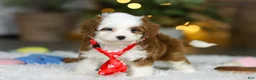 Cavapoo dogs for sale: Sawyer - Ad 4