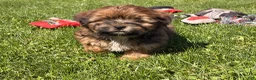Shorkie dogs for sale: Pablo  - Ad 4