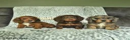 Doxiepoo dogs for sale: Joshua  - Ad 5
