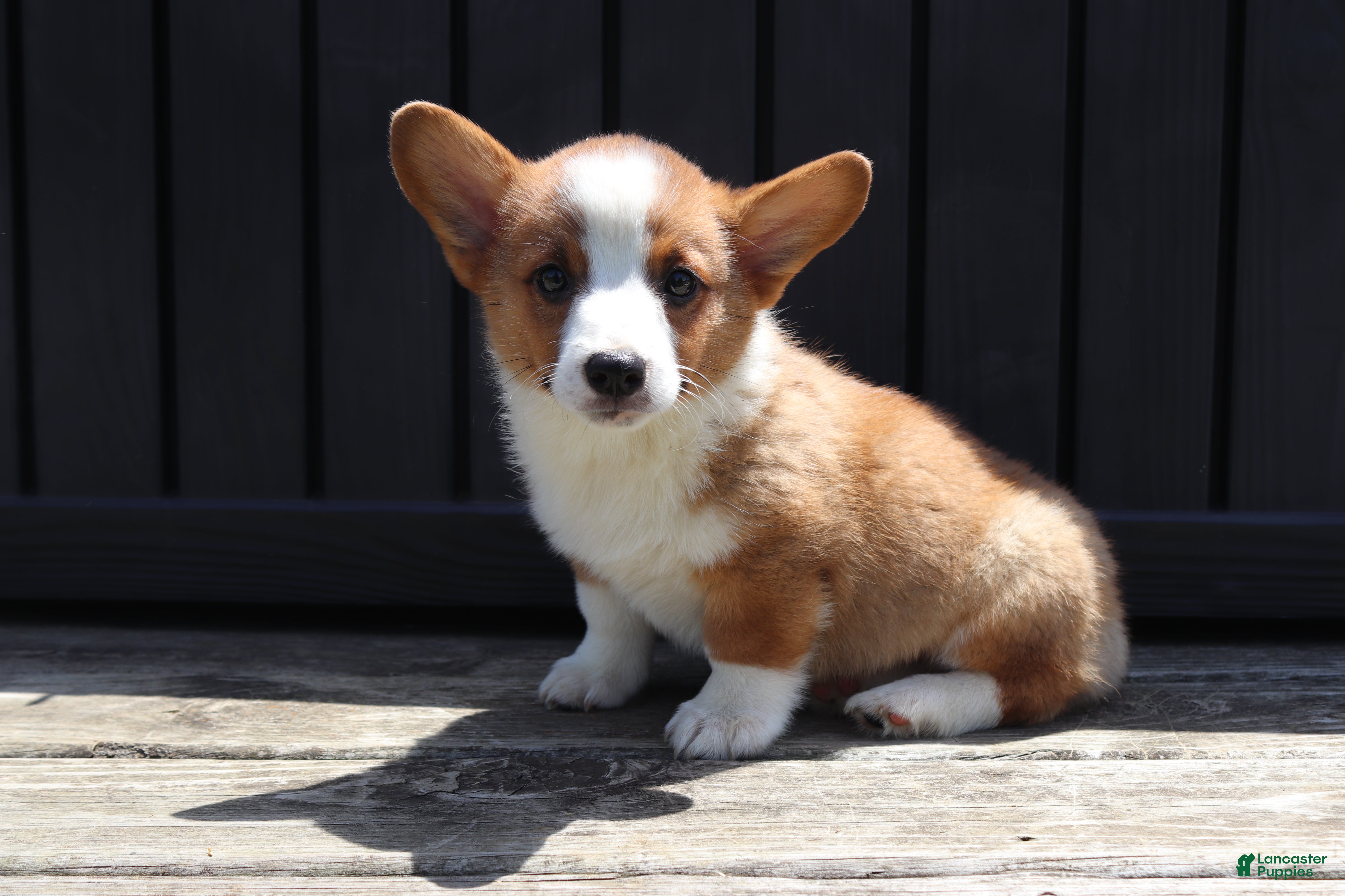 Welsh Corgi Pembroke dogs Tucker - Ad 2