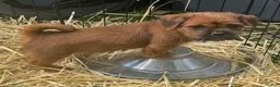 Mixed Breed dogs for sale: Mixed breed 1  - Ad 1