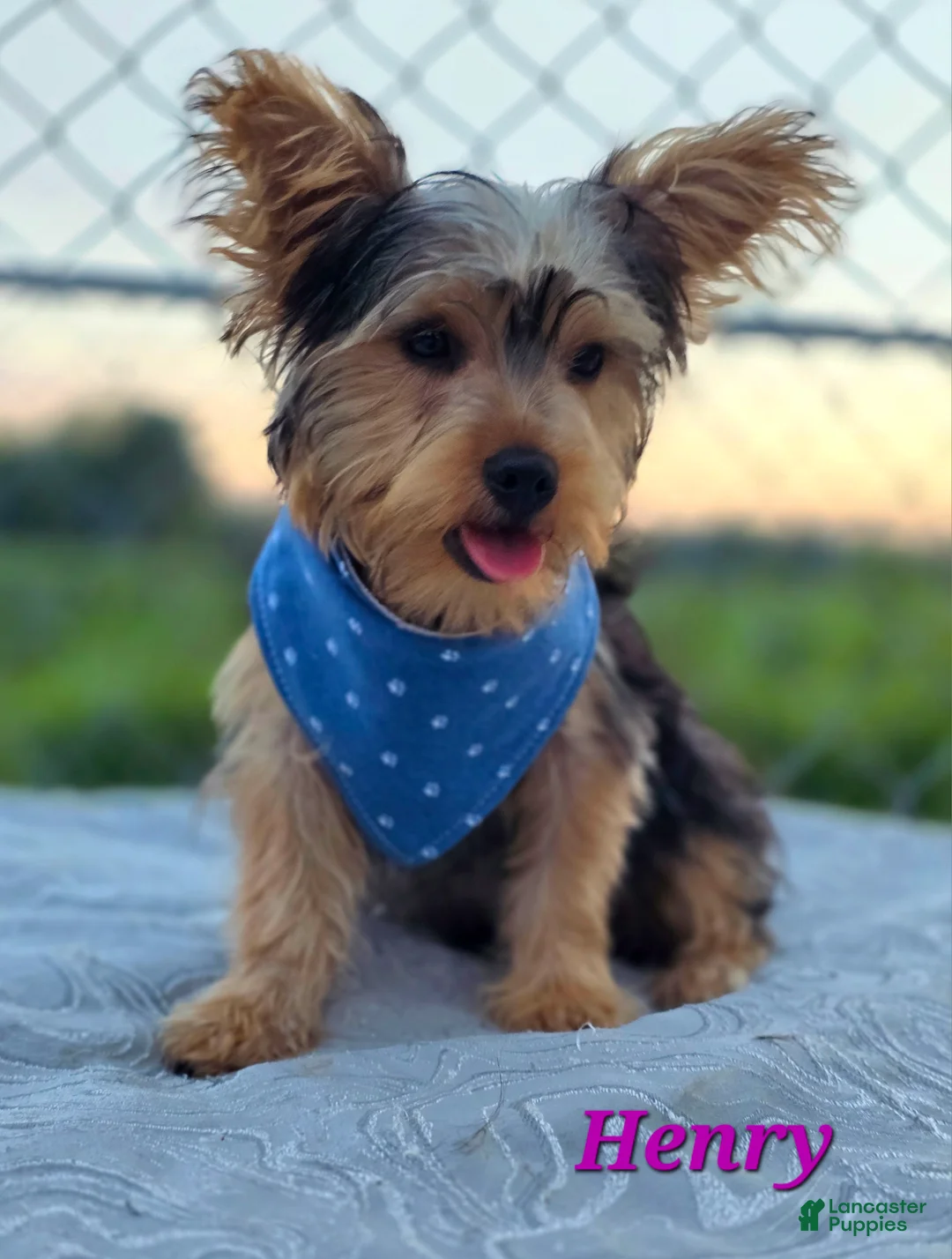 Yorkshire Terrier dogs for sale: Henry - Ad 1
