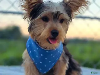 Yorkshire Terrier dogs Henry - Ad 32