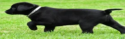 Labrador Retriever dogs for sale: Daisy - Ad 12