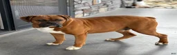 Boxer dogs for sale: Remi - Ad 11