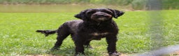 Portuguese Water Dog dogs for sale: Zeke - Ad 11