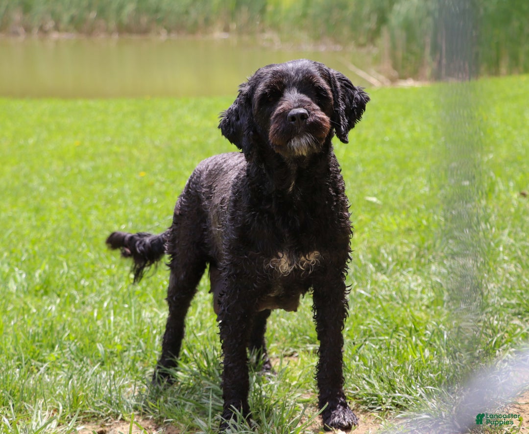 Portuguese Water Dog dogs for sale: Zeke - Ad 11