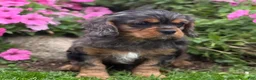 Cavalier King Charles Spaniel dogs for sale: Brody - Ad 5