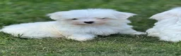 Maltese dogs for sale: Maltese Puppy 1 - Ad 3