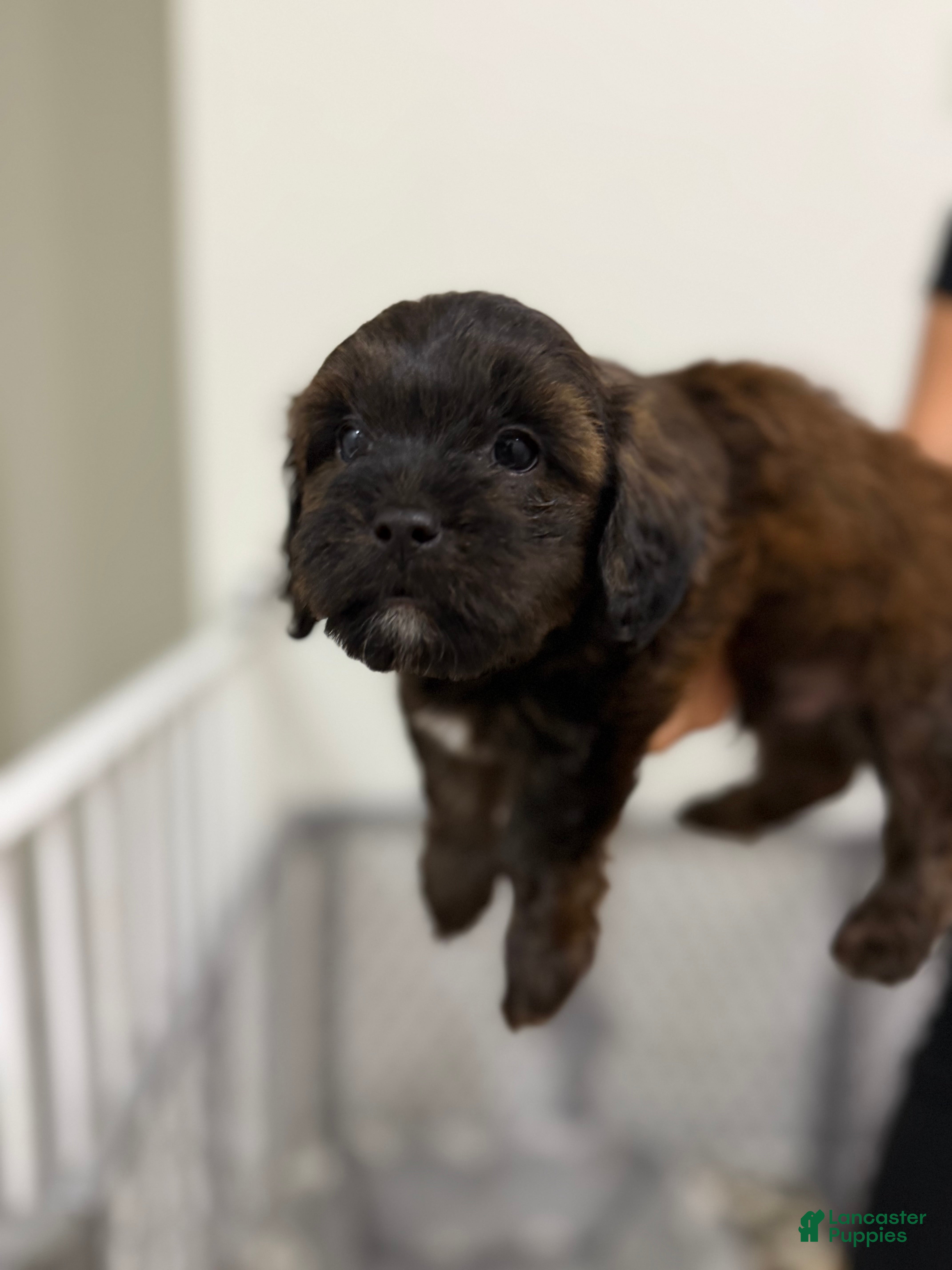 Mixed Breed dogs Mixed Breed 2 - Ad 28