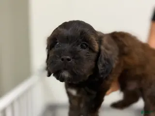 Mixed Breed dogs Mixed Breed 2 - Ad 28