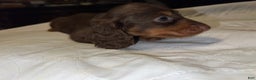 Miniature Dachshund dogs for sale: Russian AKC boy - Ad 2