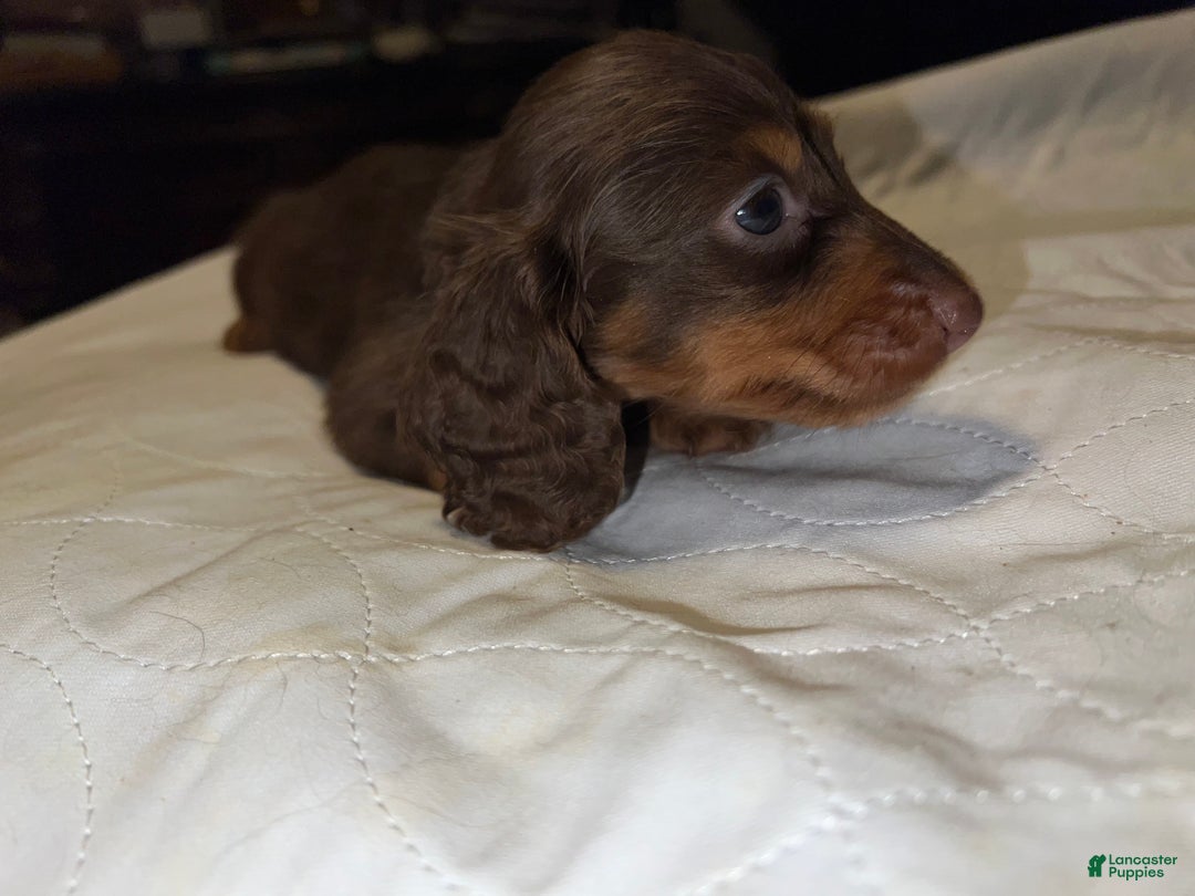 Miniature Dachshund dogs for sale: Russian AKC boy - Ad 2
