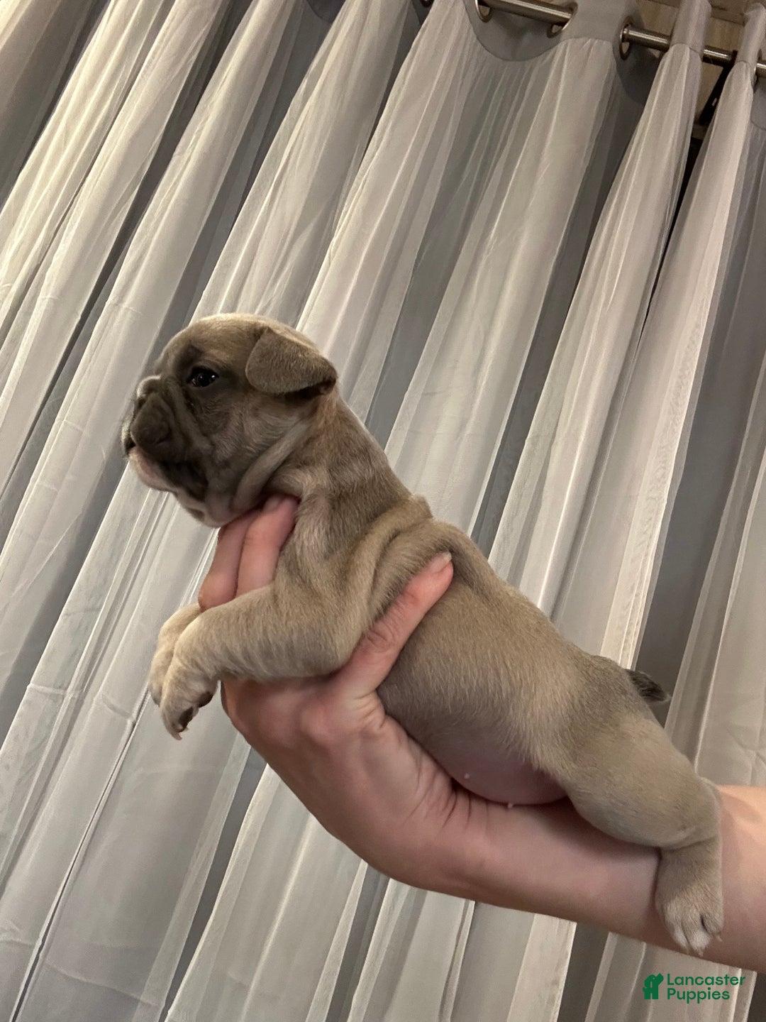 French Bulldog dogs for sale: Princess - Ad 4