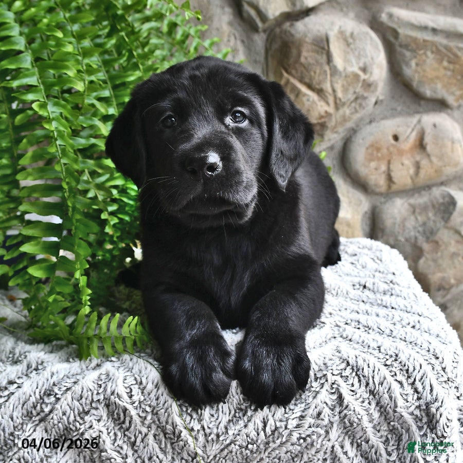 Labrador Retriever dogs Ginger - Ad 1