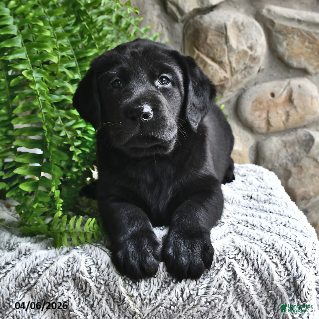 Labrador Retriever dogs for sale: Ginger - Ad 1