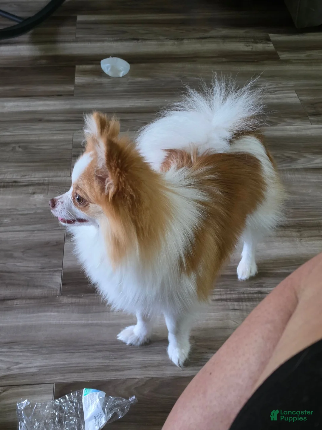 Pomeranian dogs for sale: Kaiser - Ad 1