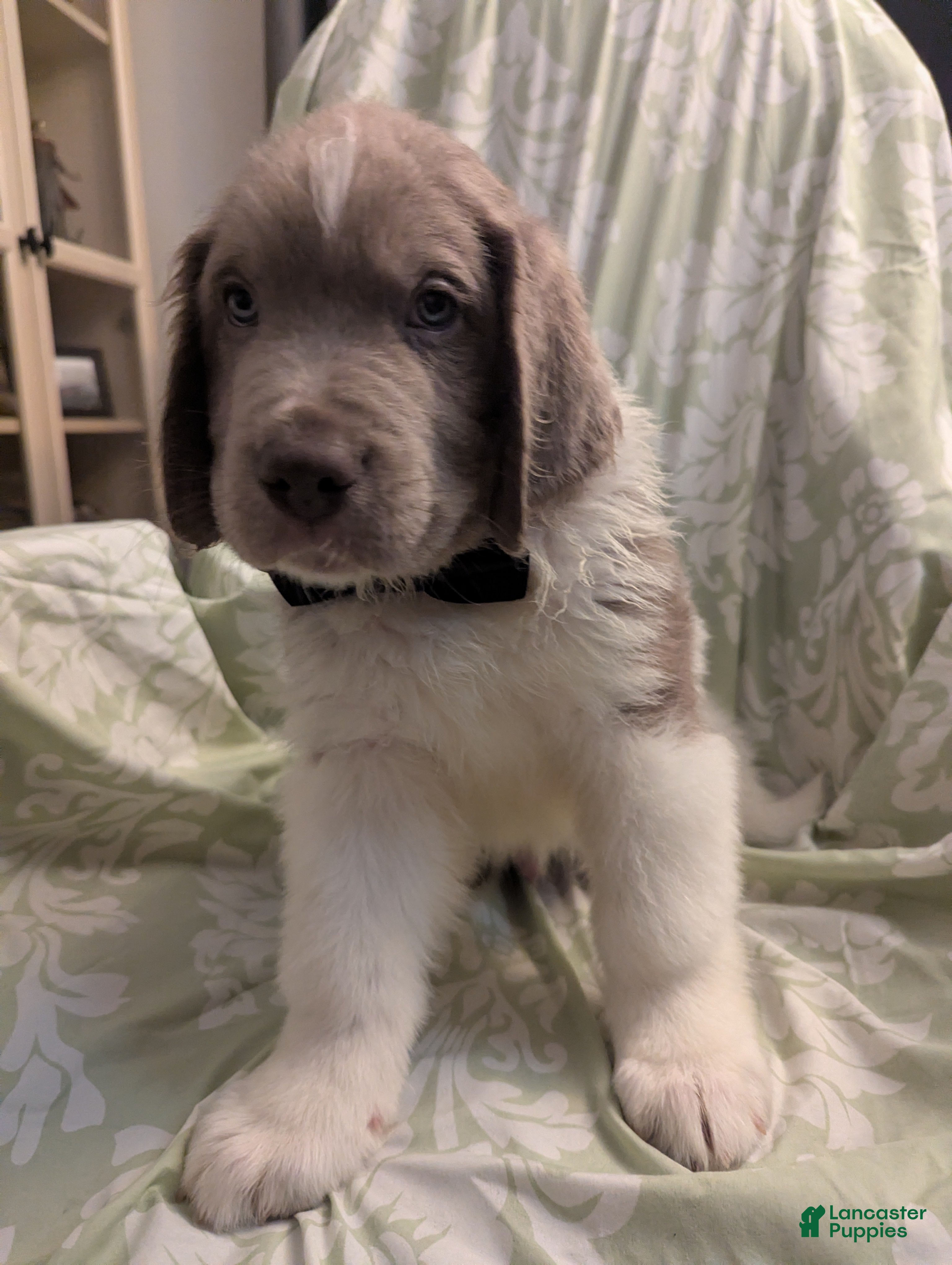 Newfoundland dogs Slash - Ad 14