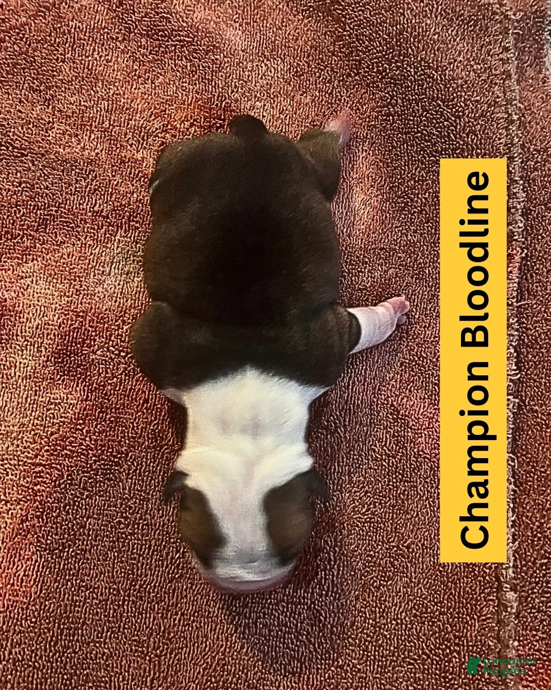 English Bulldog dogs for sale: Thunder Gunder - Ad 1