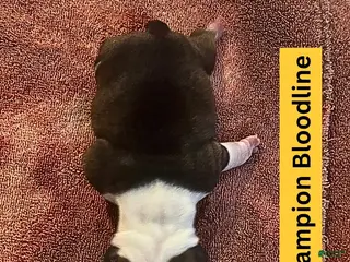 English Bulldog dogs Thunder Gunder - Ad 18