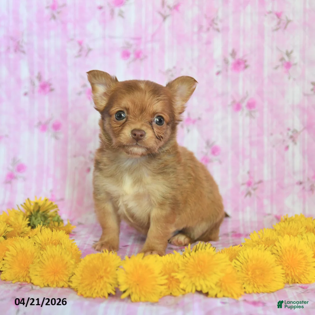 Chihuahua dogs for sale: Prince   - Ad 3