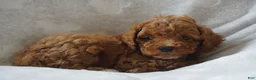 Miniature Poodle dogs for sale: GEORGE - Ad 4