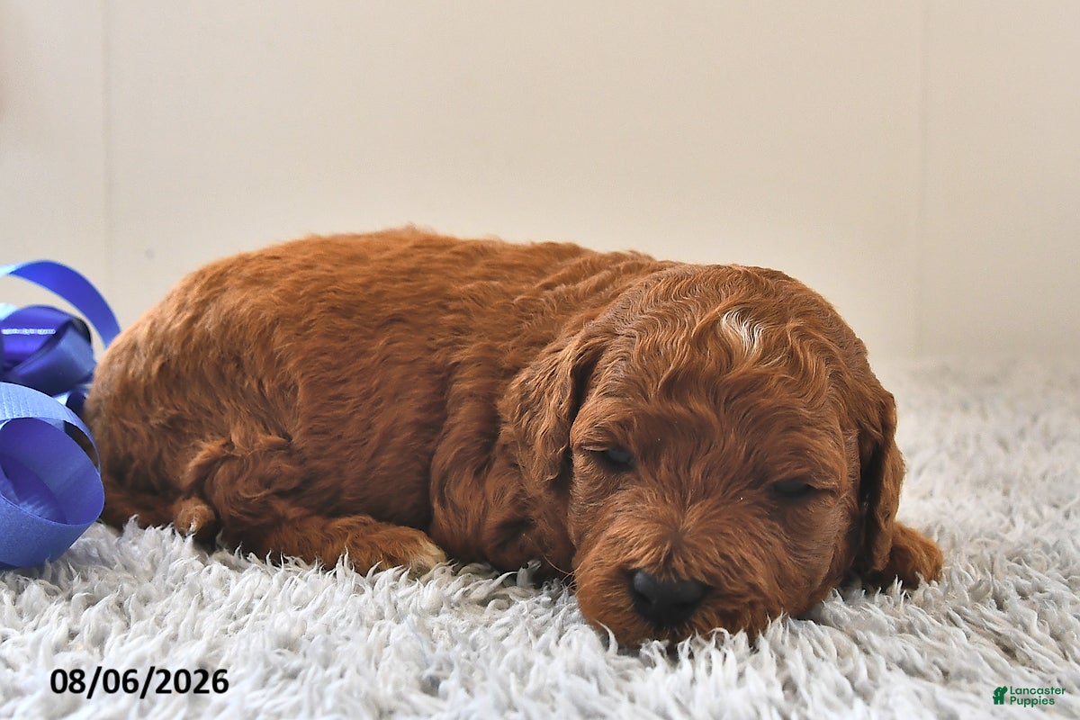 Mini Goldendoodle dogs Murphy - Ad 1