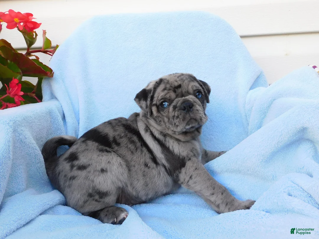 Pug dogs for sale: Austin  - Ad 5
