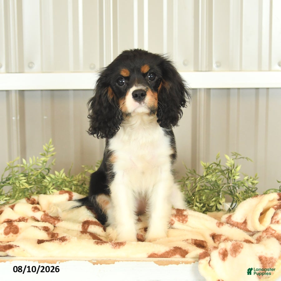 Cavalier King Charles Spaniel dogs Kira - Ad 1