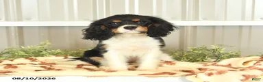 Kira