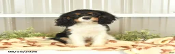 Cavalier King Charles Spaniel dogs for sale: Kira - Ad 1
