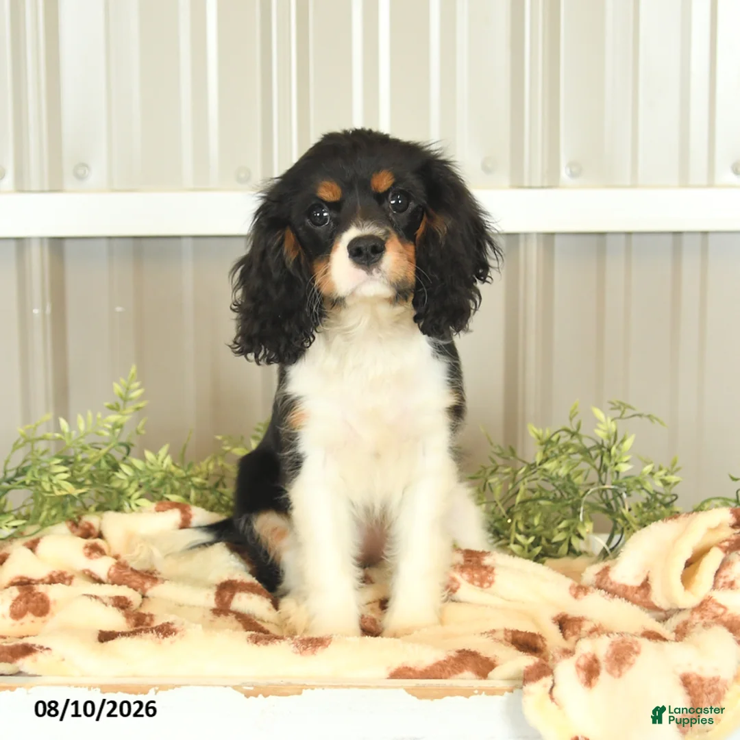 Cavalier King Charles Spaniel dogs for sale: Kira - Ad 1
