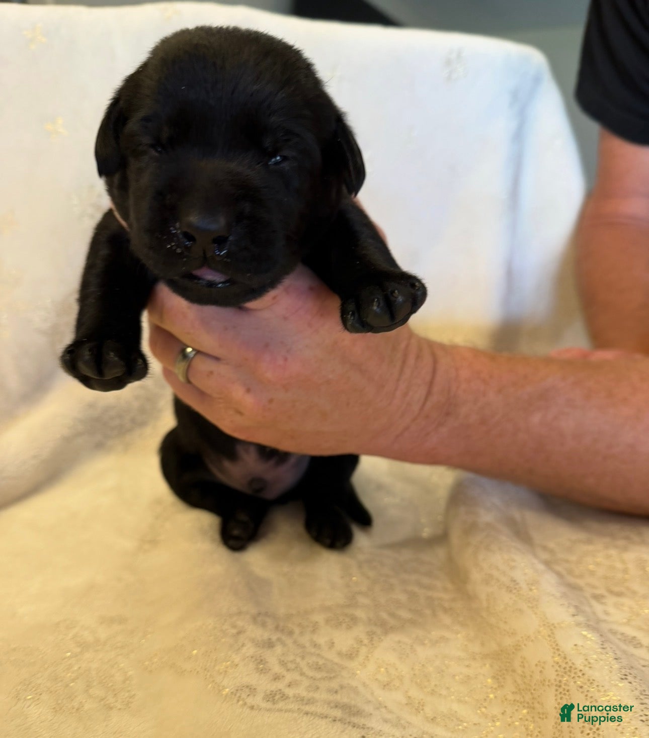 Labrador Retriever dogs Labrador Retriever 3 - Ad 1