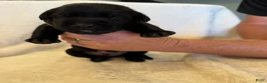 Labrador Retriever 3