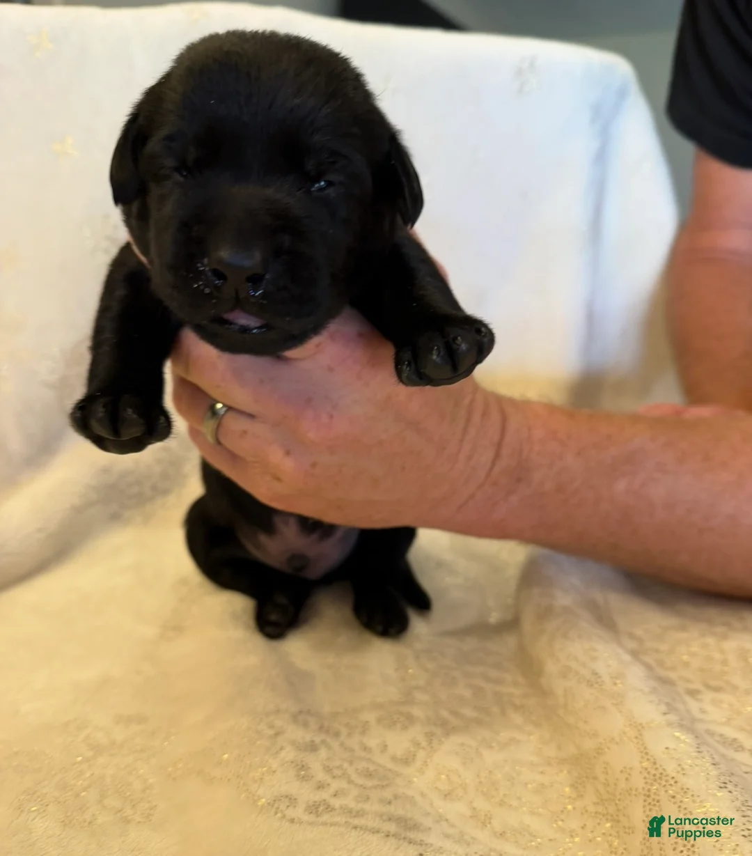 Labrador Retriever dogs for sale: Labrador Retriever 3 - Ad 1