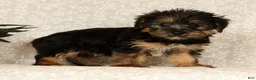 Yochon dogs for sale: Kennedi - Ad 7