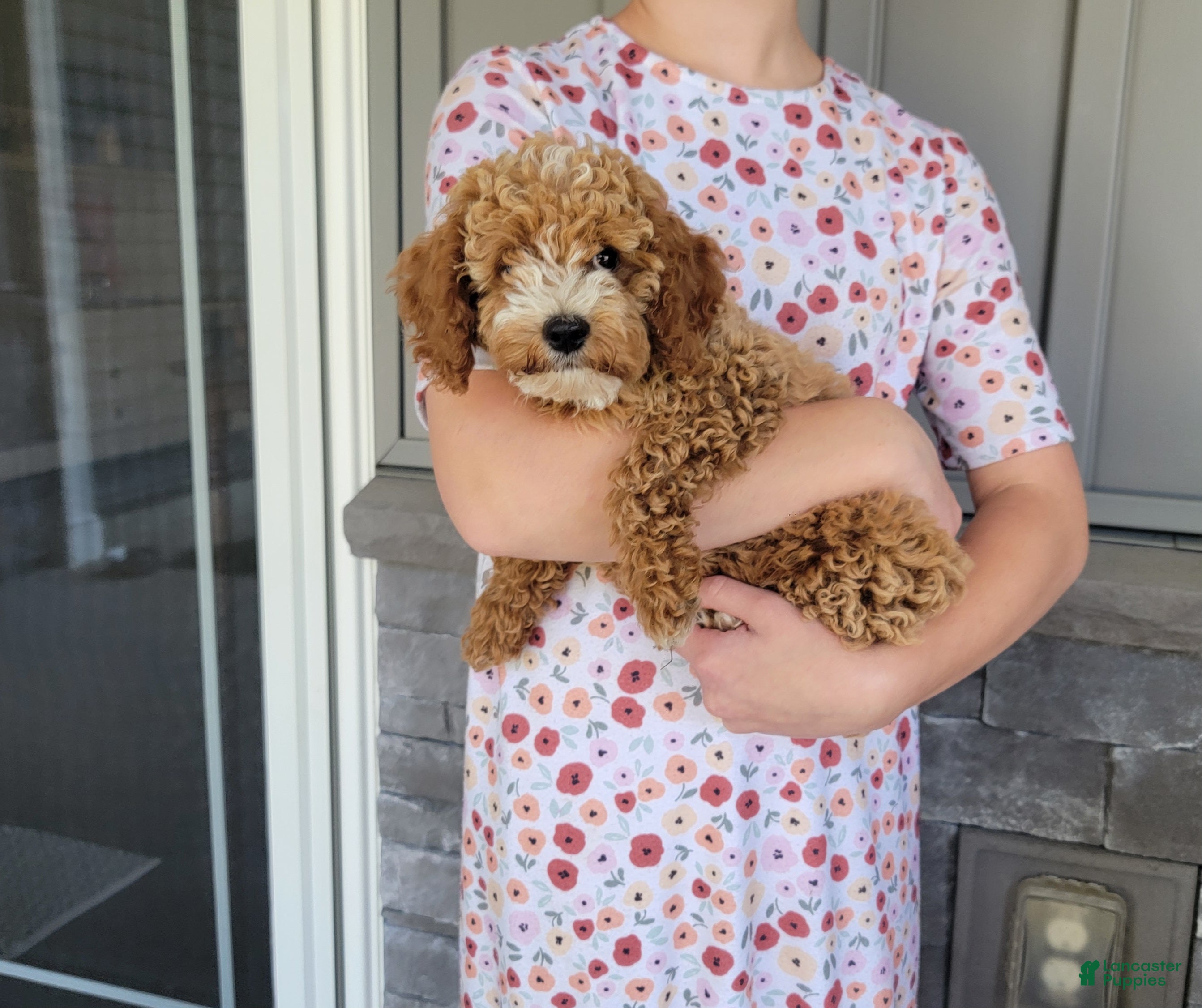 Cockapoo dogs Lexi - Ad 1