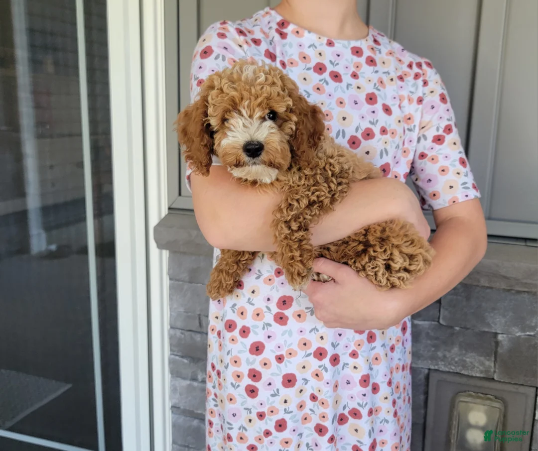 Cockapoo dogs for sale: Lexi - Ad 1