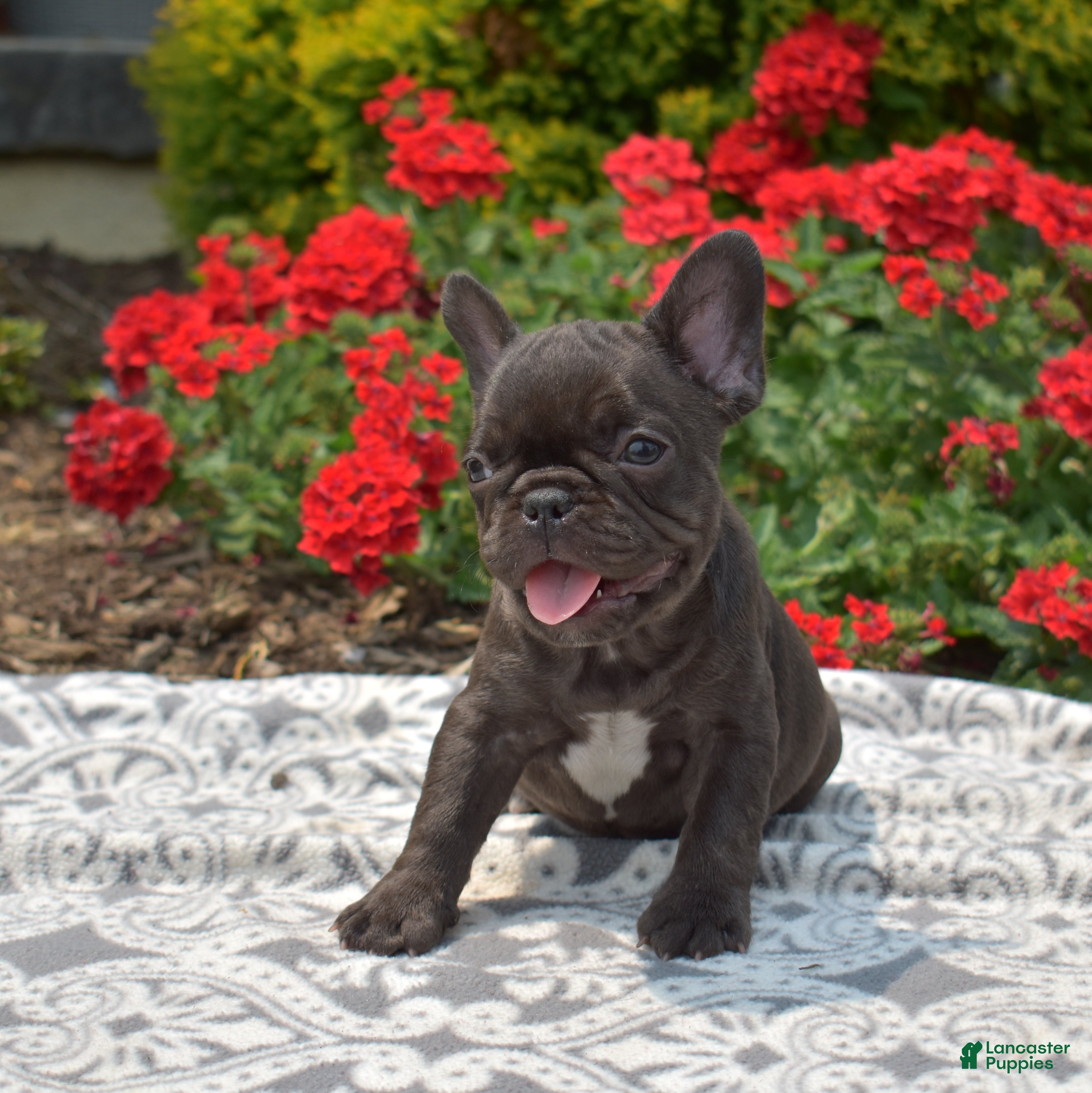 French Bulldog dogs Feta - Ad 1