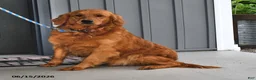 Golden Retriever dogs for sale: Rusty - Ad 4