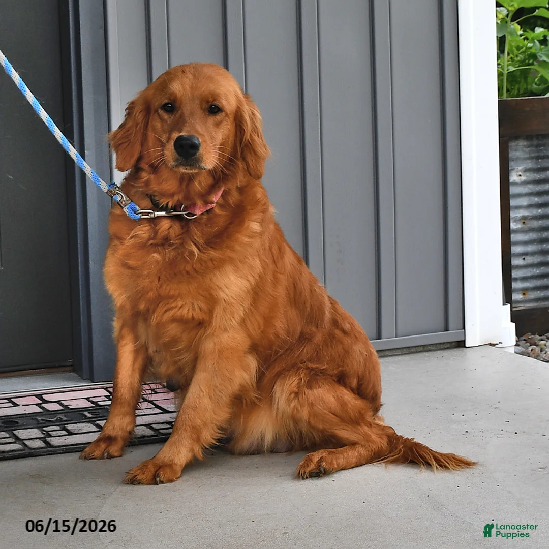 Golden Retriever dogs for sale: Rusty - Ad 4